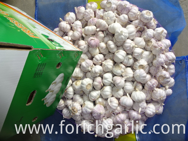 Fresh Garlic Normal Garlic